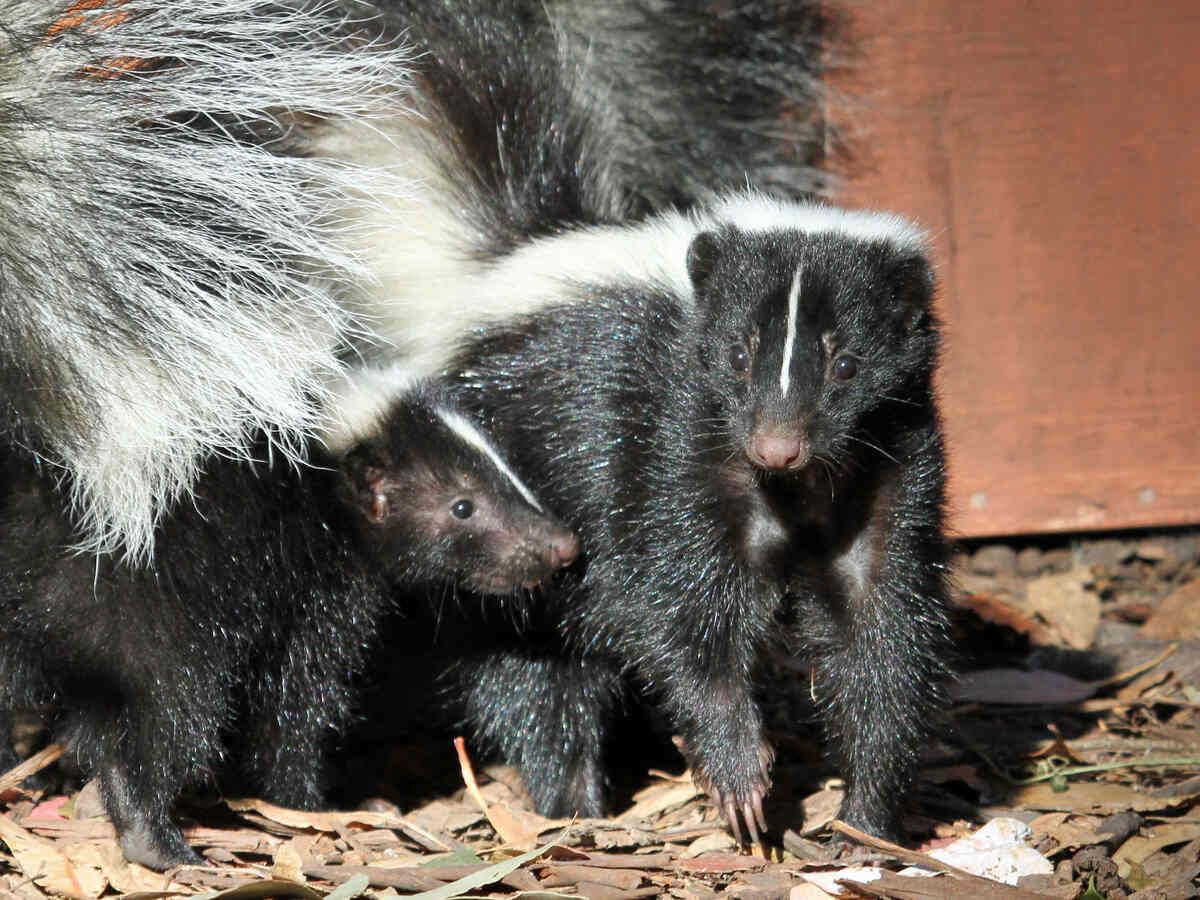 skunk