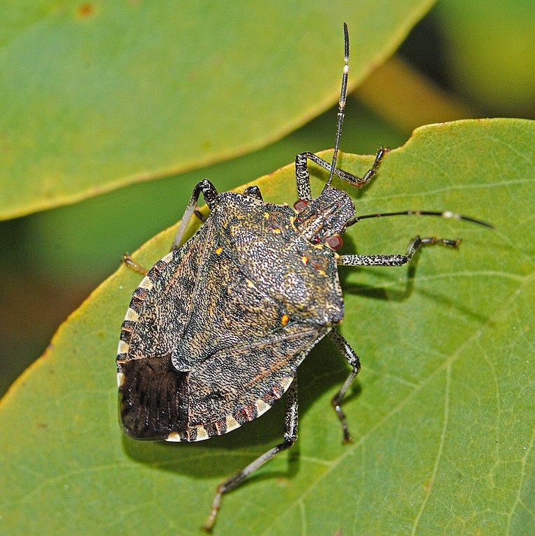 Brown marmorated stink bug.