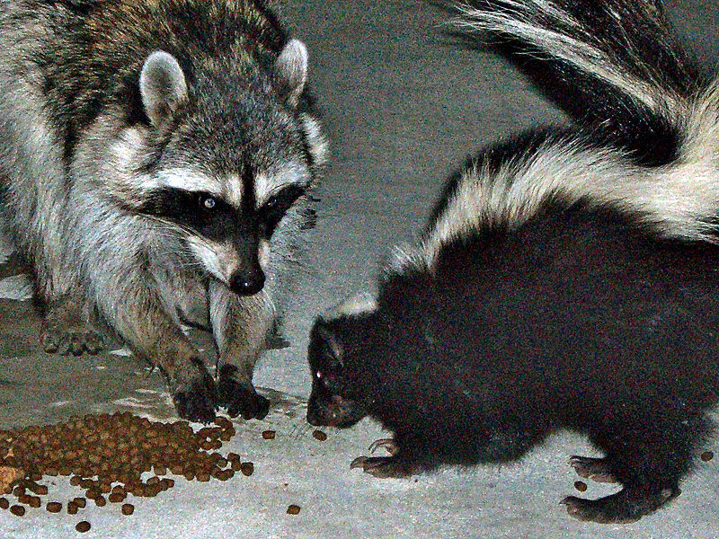 Raccoon, fox feed on food left outside.