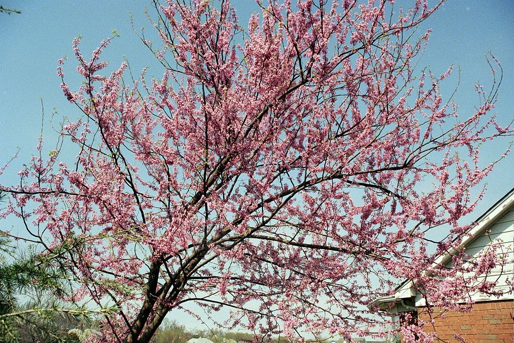 Tree with pink color flowers