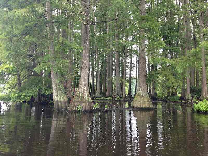 Big trees in water