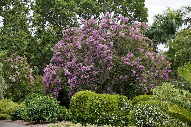 Crape myrtle tree with pink color flowers 