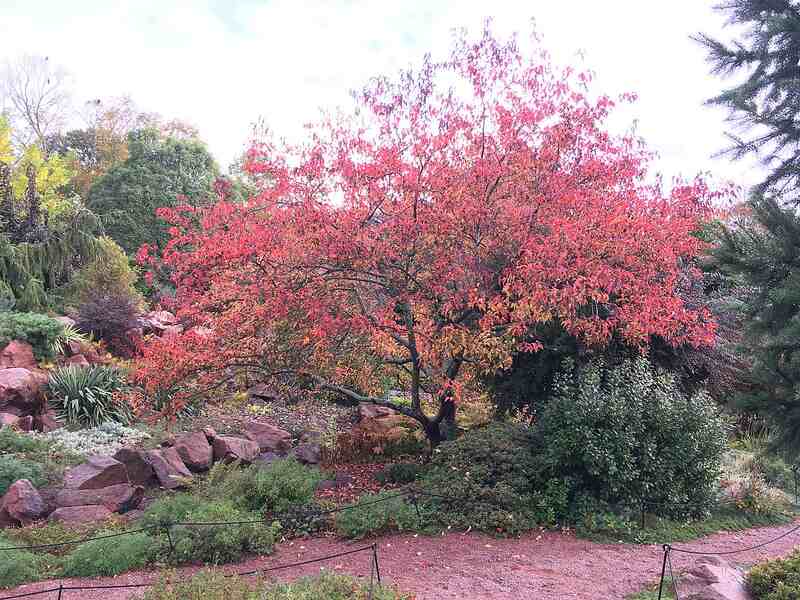 Mapple tree with red color flowers