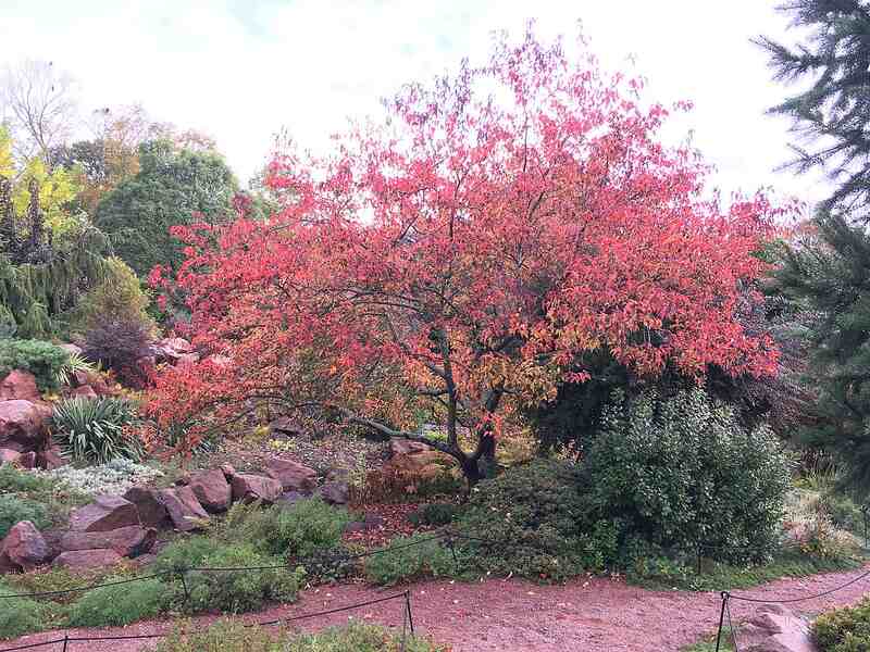 Maple tree with red leaves