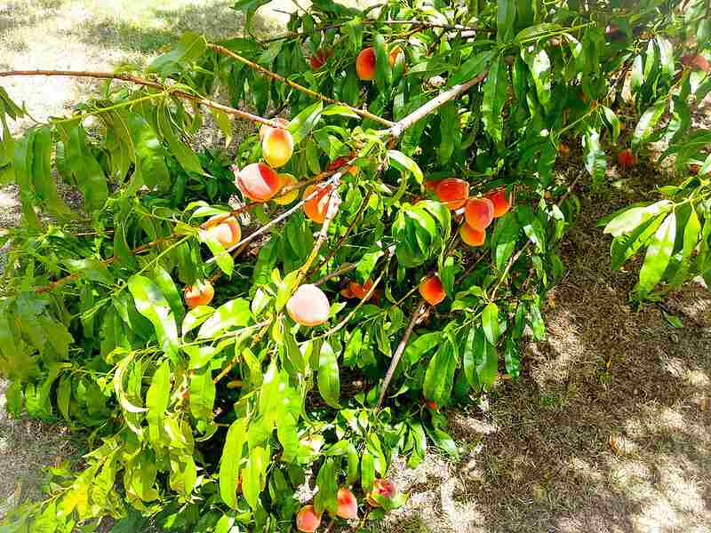 Peach tree with green leaves and peaches