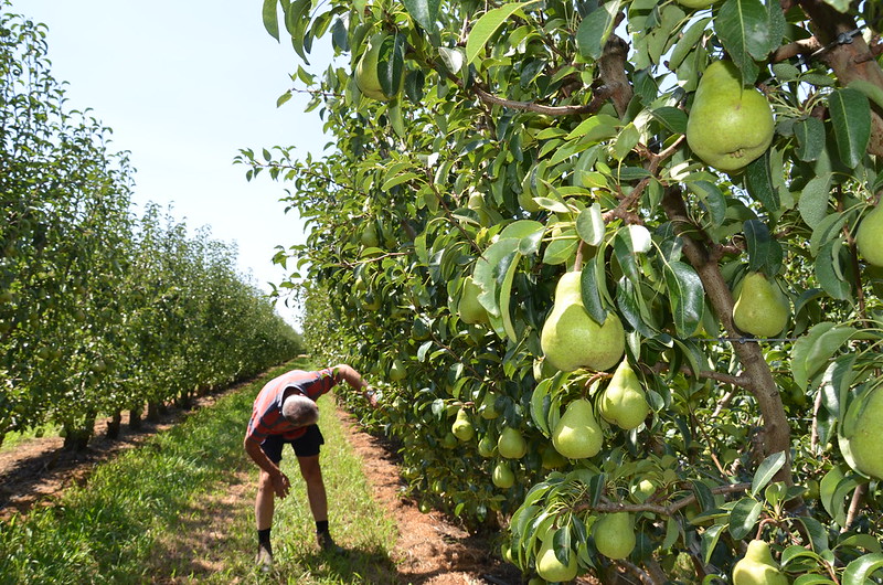 Man checking pear tree garden