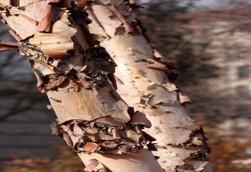stem of river birch tree