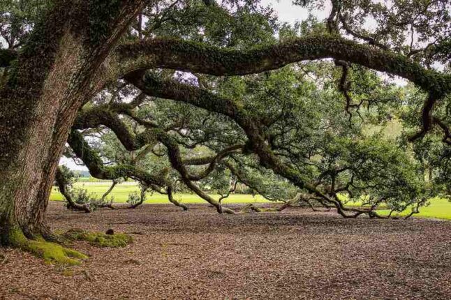 Big Oak Tree