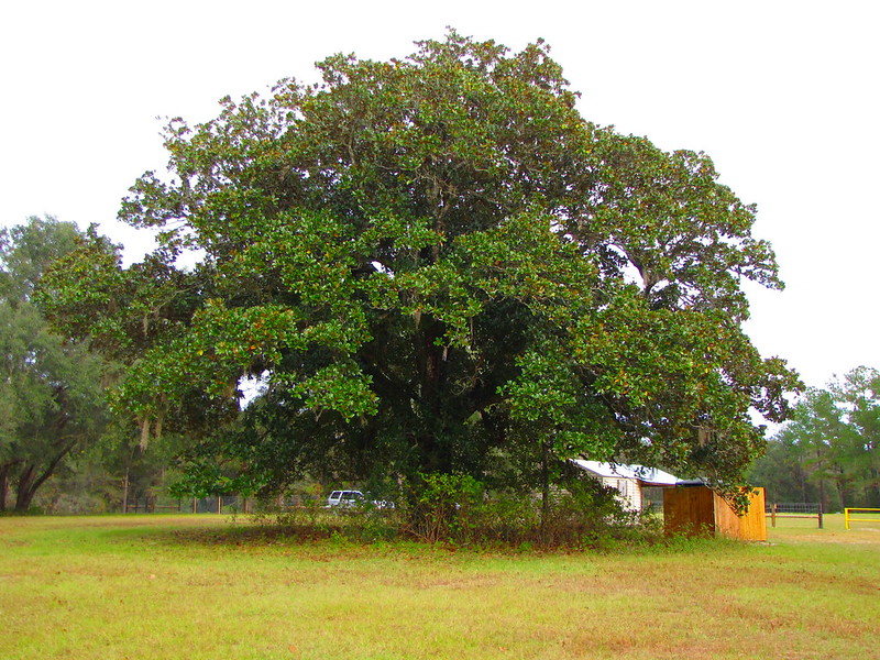 big giant southern magnolia tree