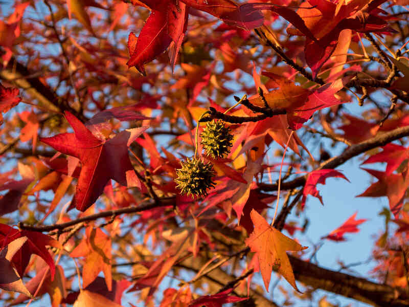 Sweet gum tree leaves 