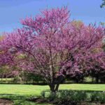 14 Best Trees to Plant in Atlanta, GA