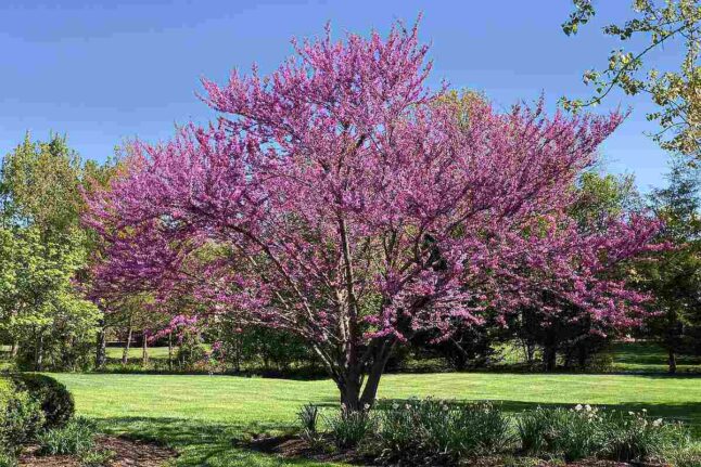 Pink flower tree in lawn