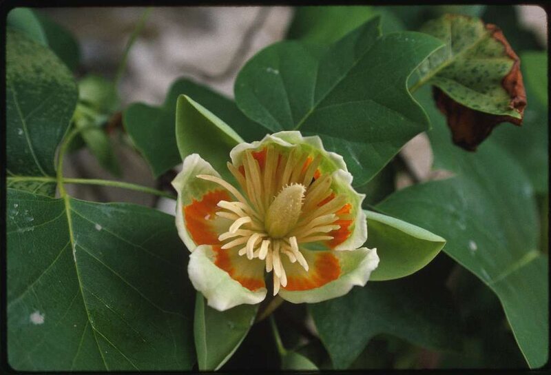 Tulip poplar flower