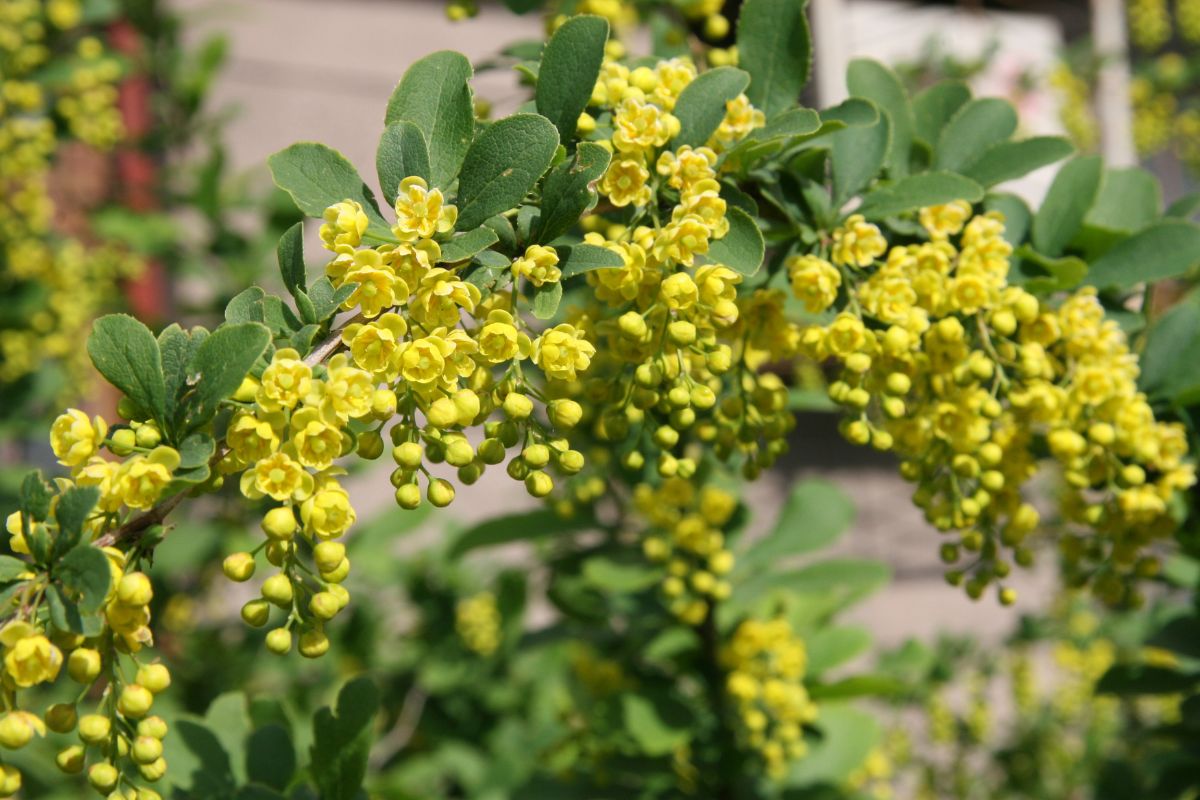 flowering shrubs