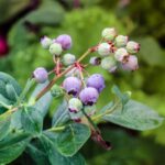 How to Grow Blueberries