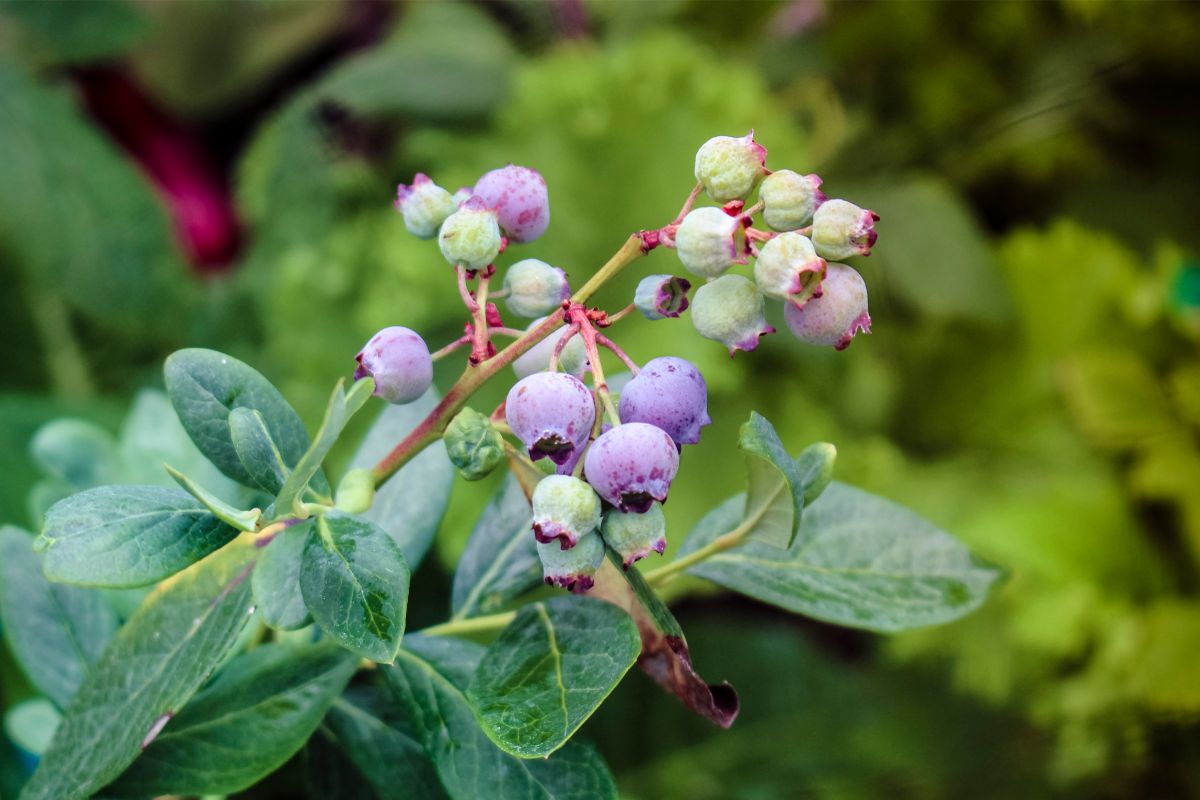 growing blueberries in a garden