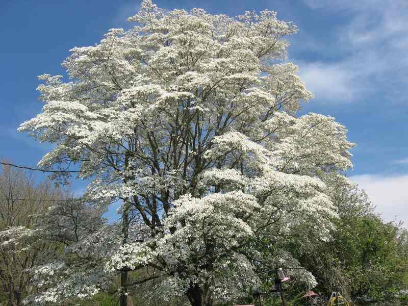 Tree cover with white flowers
