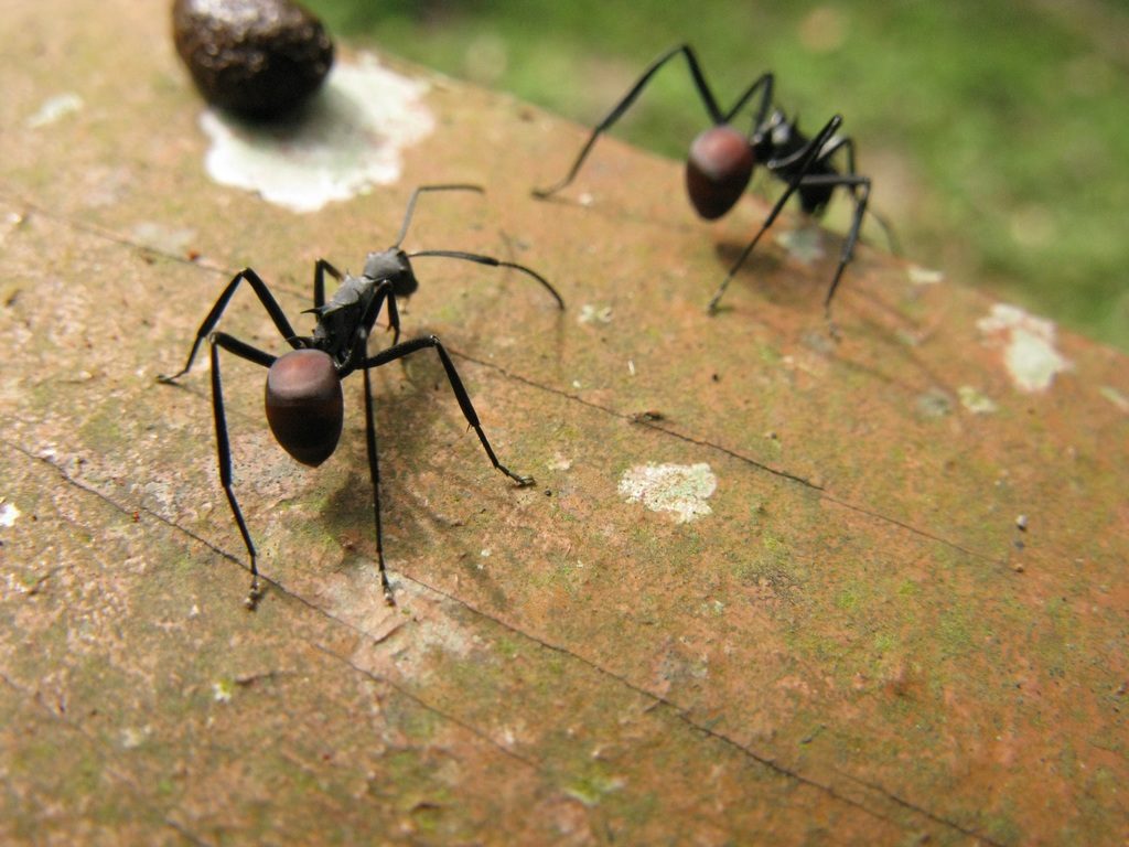 Ants