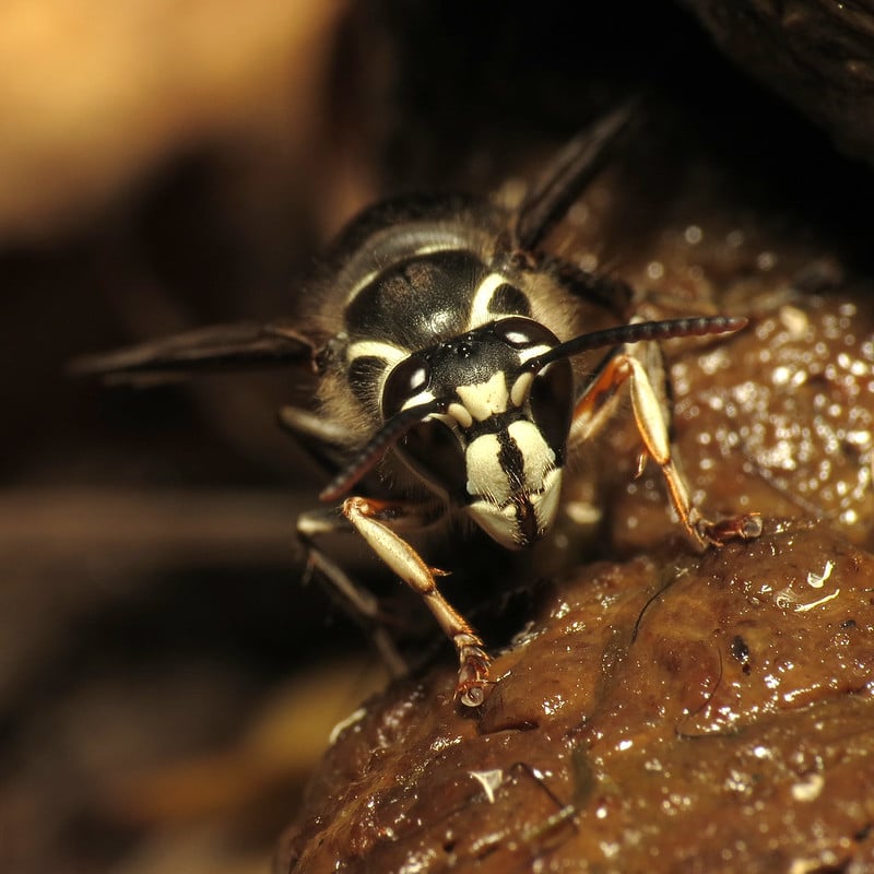 Bald faced hornet.