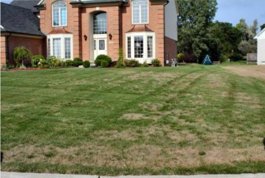 bill bug damage in lawn