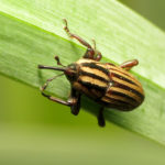 How to Identify and Control Billbugs in Your Lawn