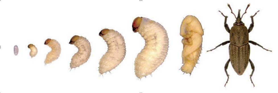 bill bug life cycle