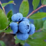 Planting, Caring for and Harvesting Blueberry Bushes