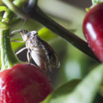 New Invading Bug Menace: Brown Marmorated Stink Bugs