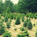 Where Atlantans Can Find a Live or Pre-Cut Christmas Tree