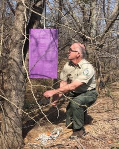 Courtney Blevins sets out an ash borer trap