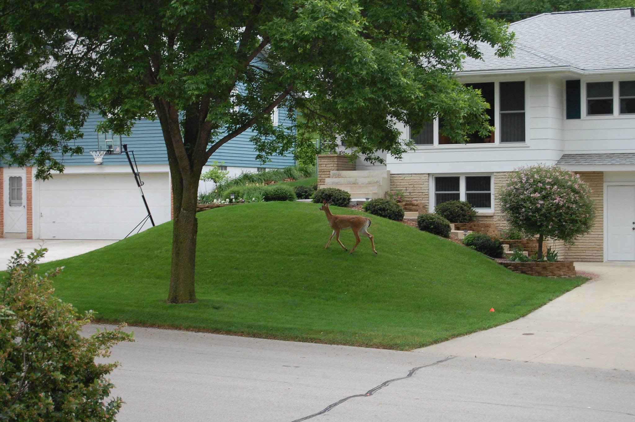 Deer in the suburbs