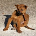 Controlling Fleas in Your Yard