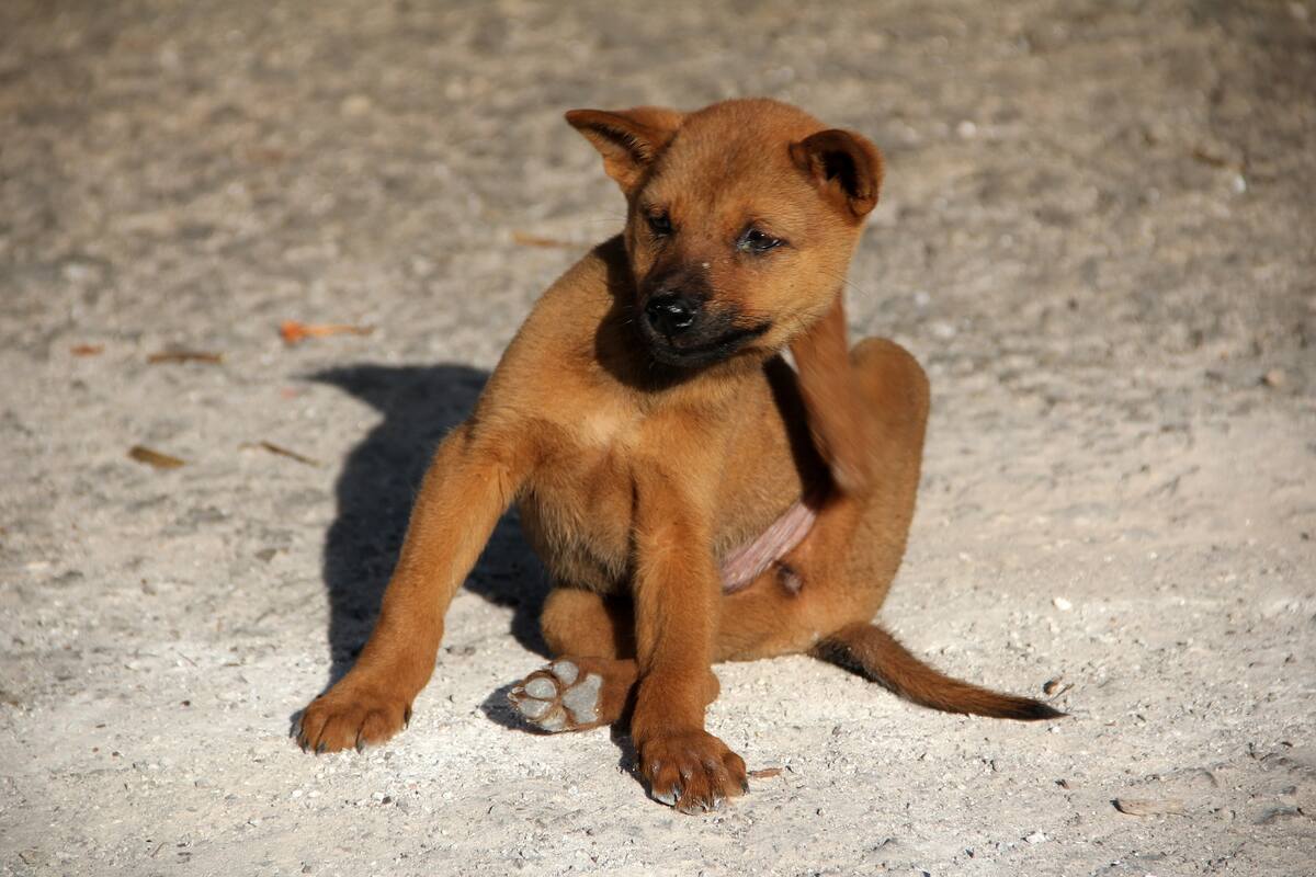 a picture of dog with one leg up