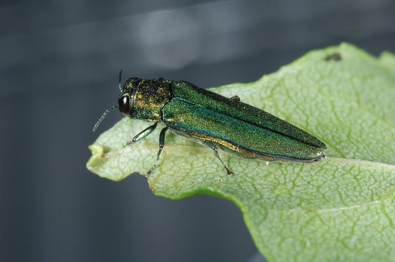 Emerald ash borer