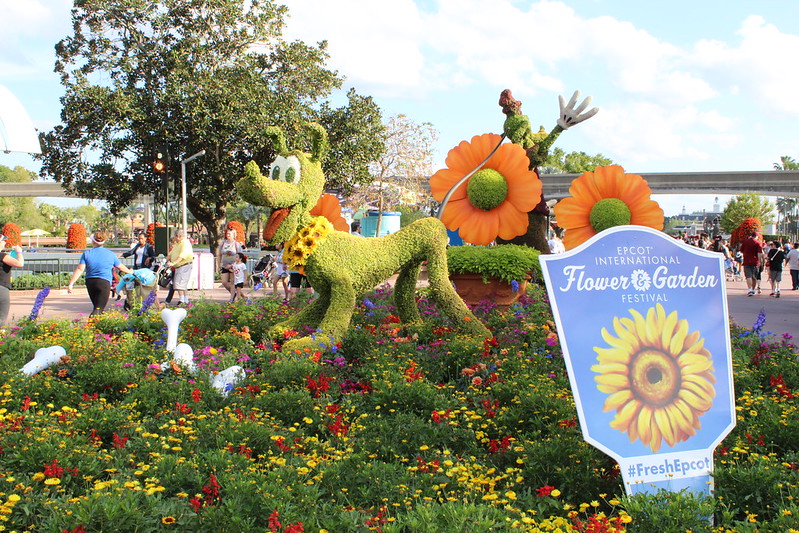 Colorful flowers at Epcot Gardens