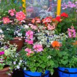 Outdoor Potted Plants in Winter: When and Which to Bring Indoors