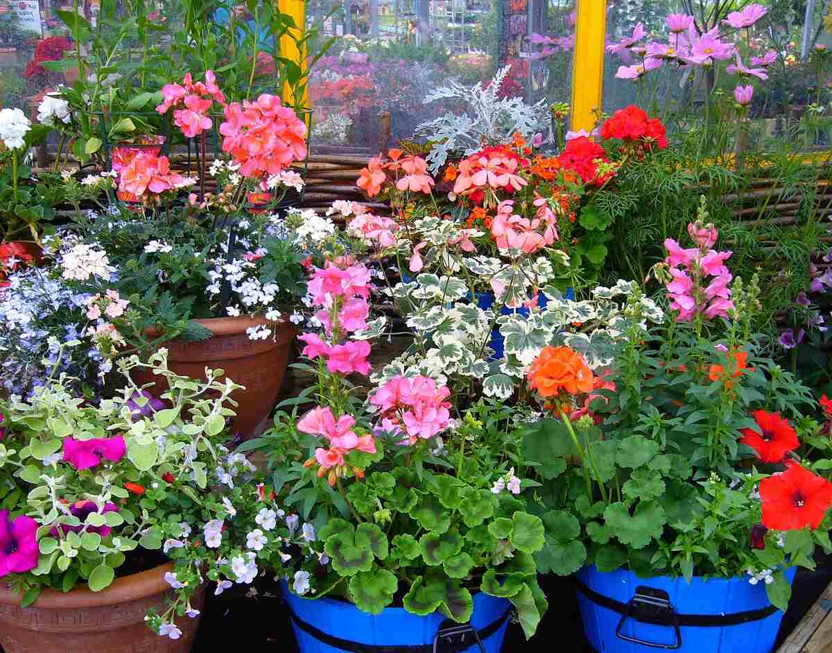 flowering pot-plants