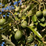 Guide to Growing an Avocado Tree