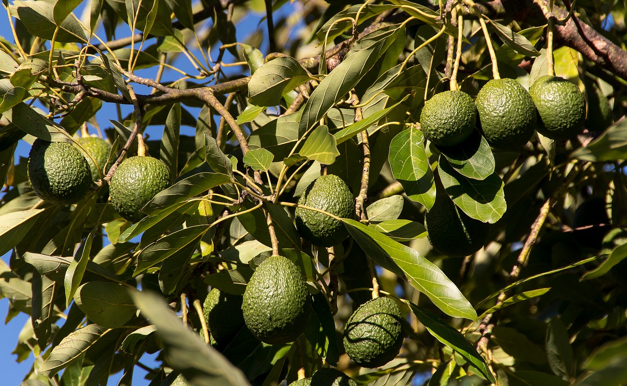 Hass avocado tree