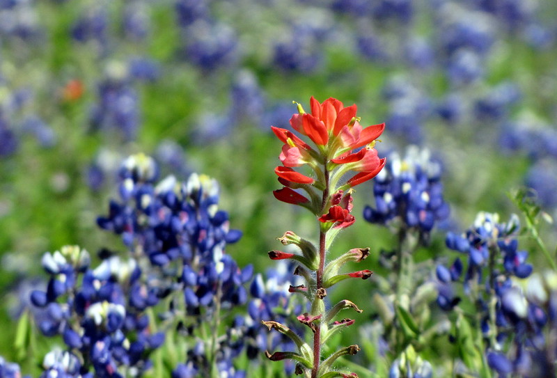 A lone Indian paintbrush rises above a field of bluebonnets.