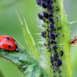 Eco-Friendly Pest Control in Atlanta