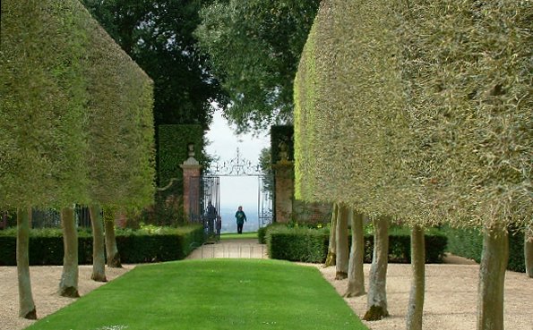 Pleached trees