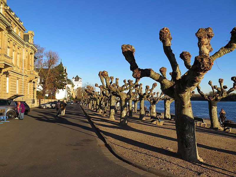 Pollarded trees in the German city of xxx 