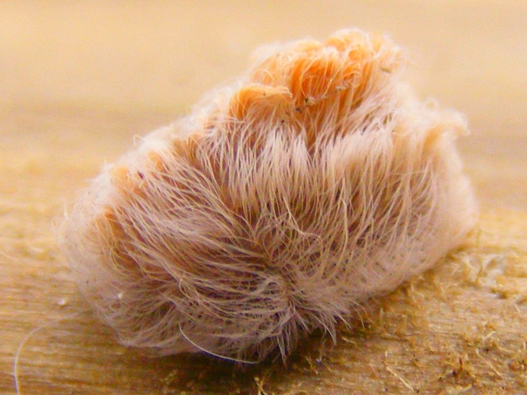 Southern flannel moth caterpillar, aka Texas asp