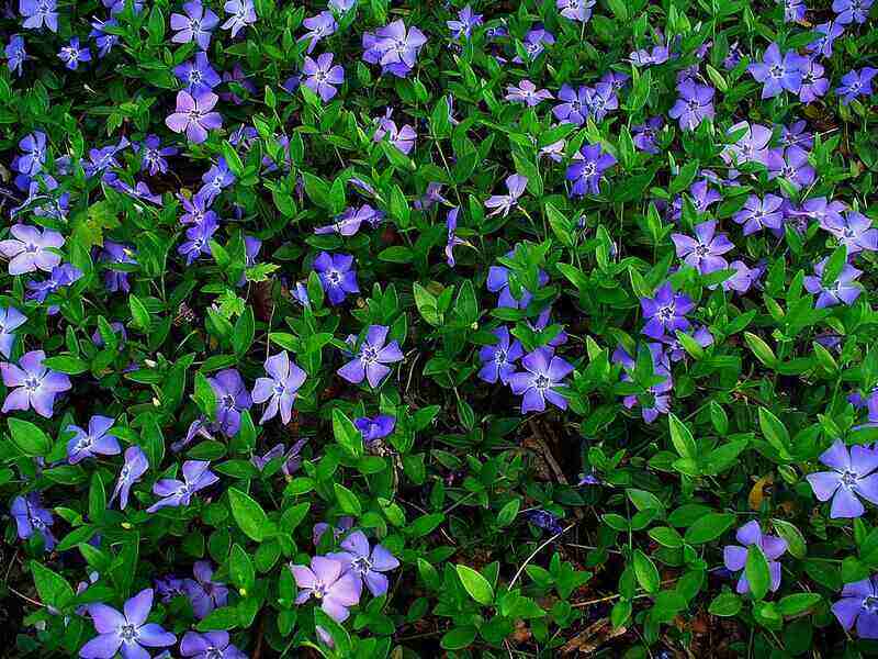 Periwinkle ground cover plant with purple blooms