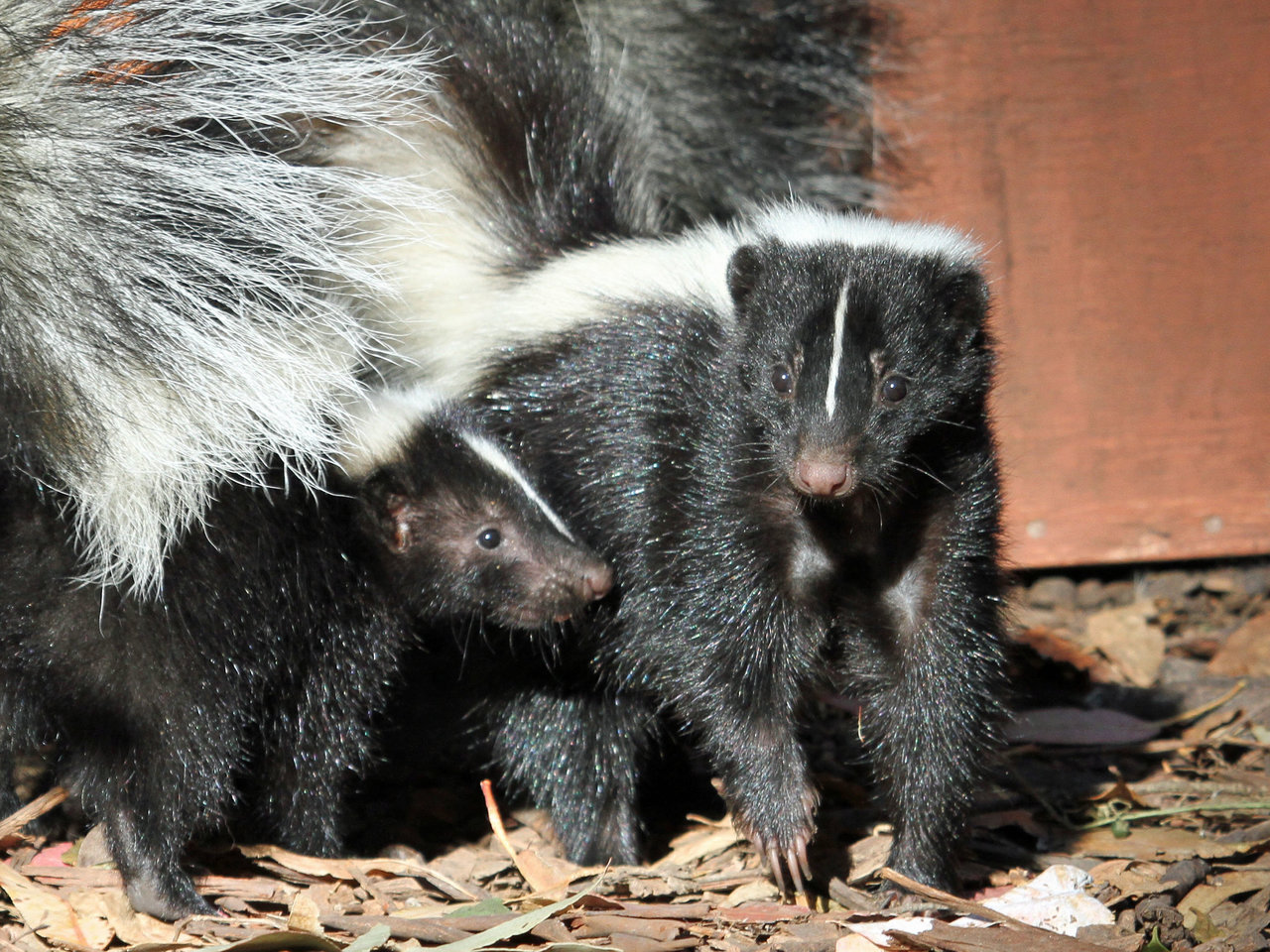 How To Get Rid Of Skunks Lawnstarter