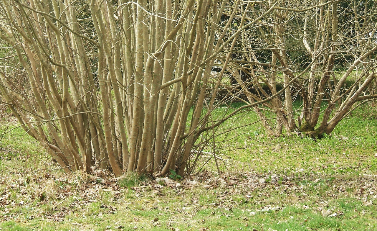 Coppiced growth rings