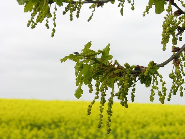 Oak tree flowers