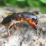 5 Worst Lawn Pests in Charlotte