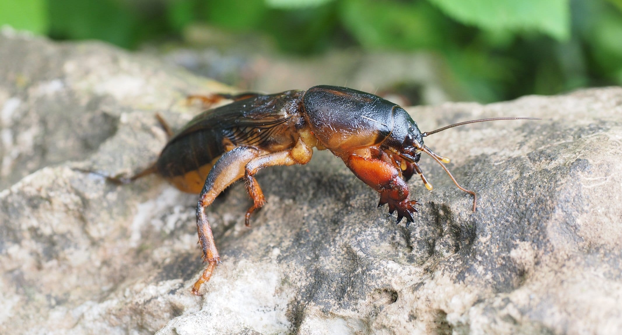 Mole cricket